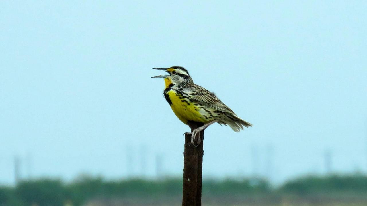 Eastern Meadowlark, South Texas, South Texas Nature Tour, South Texas Birding Tour, Naturalist Journeys