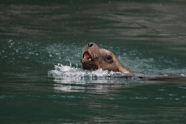 Steller Sea Lion, Alaska, Alaska Cruise, Naturalist Journeys