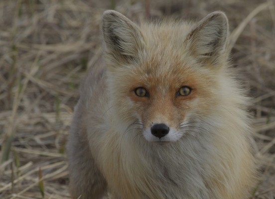 Red Fox, Alaska, Alaska Cruise, Naturalist Journeys 