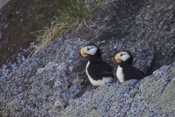 Horned Puffins, Alaska, Alaska Cruise, Naturalist Journeys