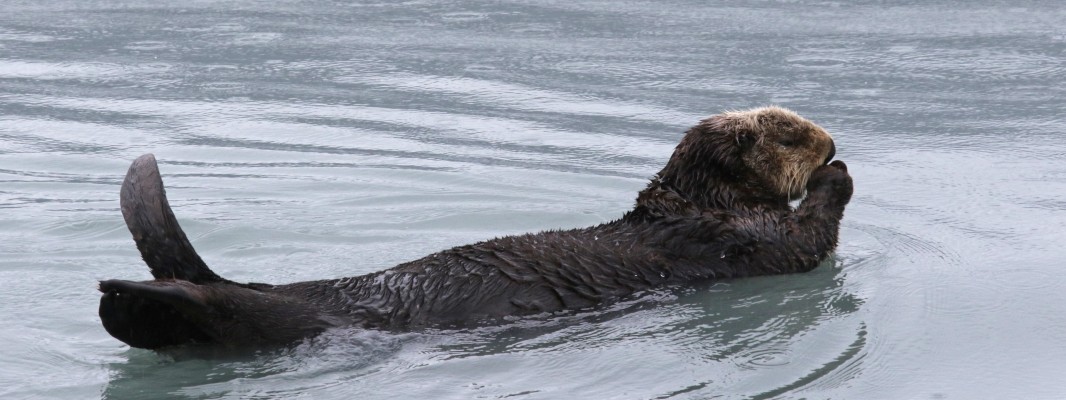 Sea Otter, Alaska, Alaska Cruise, Naturalist Journeys 
