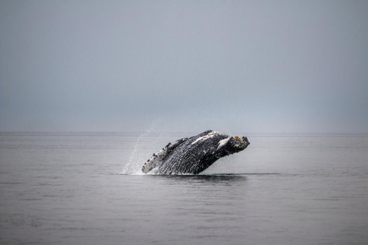 Humpback Whales, Alaska, Alaska Cruise, Alaska Nature Cruise, Naturalist Journeys