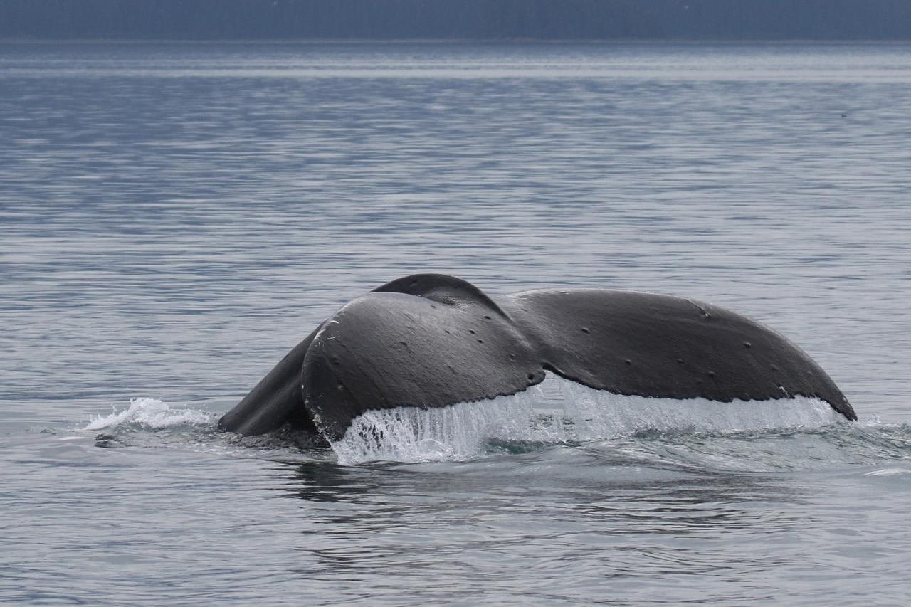 Humpback Whales, Alaska, Alaska Cruise, Alaska Nature Cruise, Naturalist Journeys