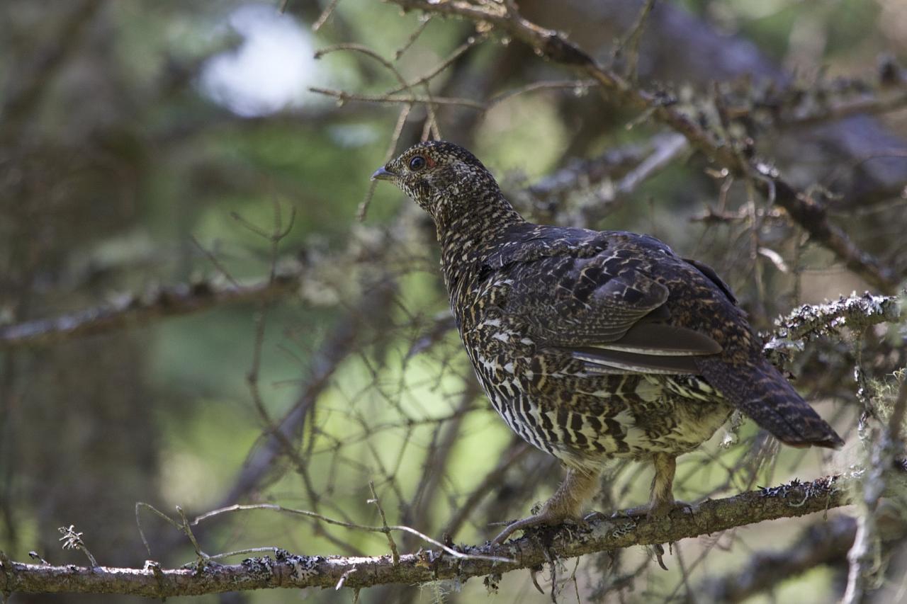 Spruce Grouse, Naturalist Journeys, Maine Woods, Maine, Maine Woods Birding and Wildlife, Maine Woods Birding and Nature Tour 