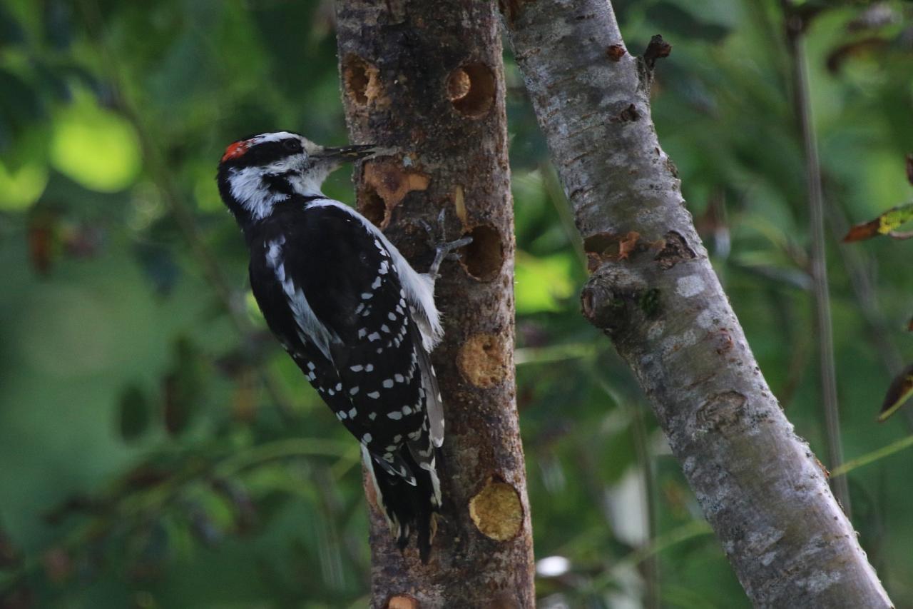 Hairy Woodpecker, Naturalist Journeys, Maine Woods, Maine, Maine Woods Birding and Wildlife, Maine Woods Birding and Nature Tour 