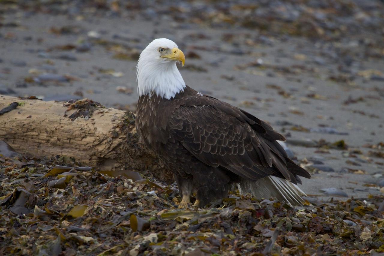 Bald Eagle, Greg Smith, Washington Coastal Birding, Washington Coastal Birding and Nature, Washington Birding and Nature Tour, Naturalist Journeys