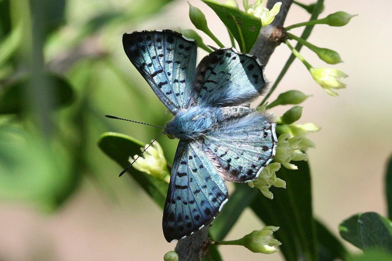 Blue Metalmark, Anne Toal via Wikimedia Commons, South Texas, South Texas Nature Tour, South Texas Birding and Butterflies Tour, Naturalist Journeys