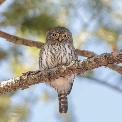 Northern Pygmy Owl; Sandia Mountains