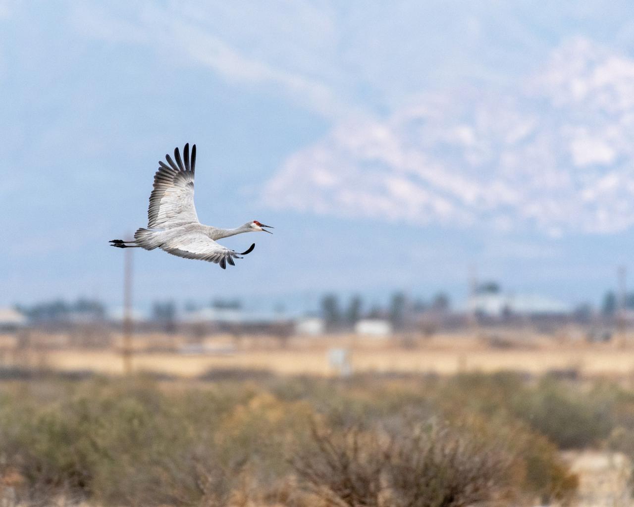Sandhill Crane, Arizona, Arizona Nature Tour, Arizona Birding Tour, Naturalist Journeys