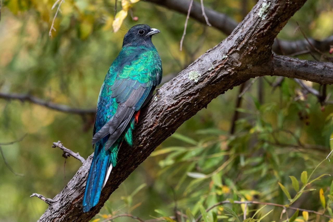 Eared Quetzal, Arizona, Arizona Nature Tour, Arizona Birding Tour, Naturalist Journeys