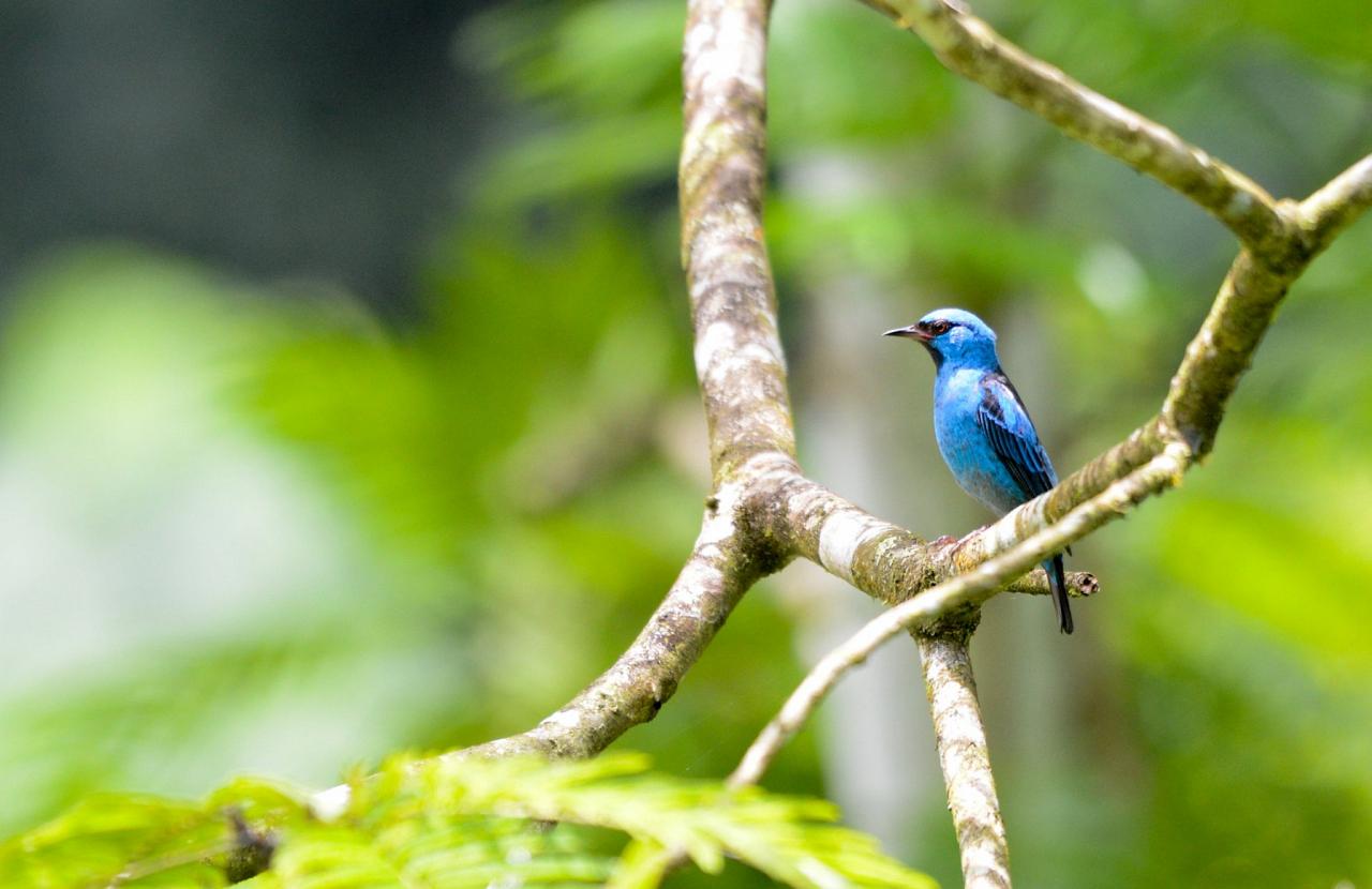 Blue Dacnis, Costa Rica, Costa Rica Birding Tour, Costa Rica Nature Tour, Winter Costa Rica Tour, Naturalist Journeys