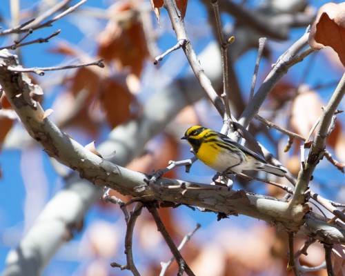 Townsend's Warbler, Arizona, Southeast Arizona, Arizona Birding Tour, Arizona Nature Tour, Naturalist Journeys