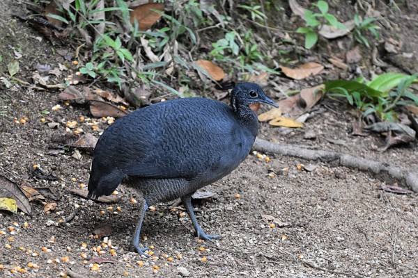 Gray Tinamou, Ecuador, Ecuador Birding Tour, Ecuador Nature Tour, Cuenca, Quito, Naturalist Journeys