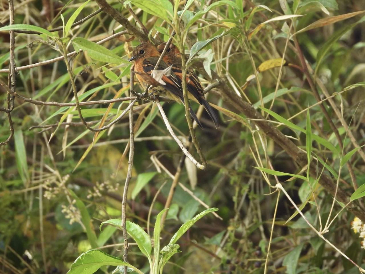 Cinnamon Flycatcher, Ecuador, Ecuador Birding Tour, Ecuador Nature Tour, Cuenca, Quito, Naturalist Journeys