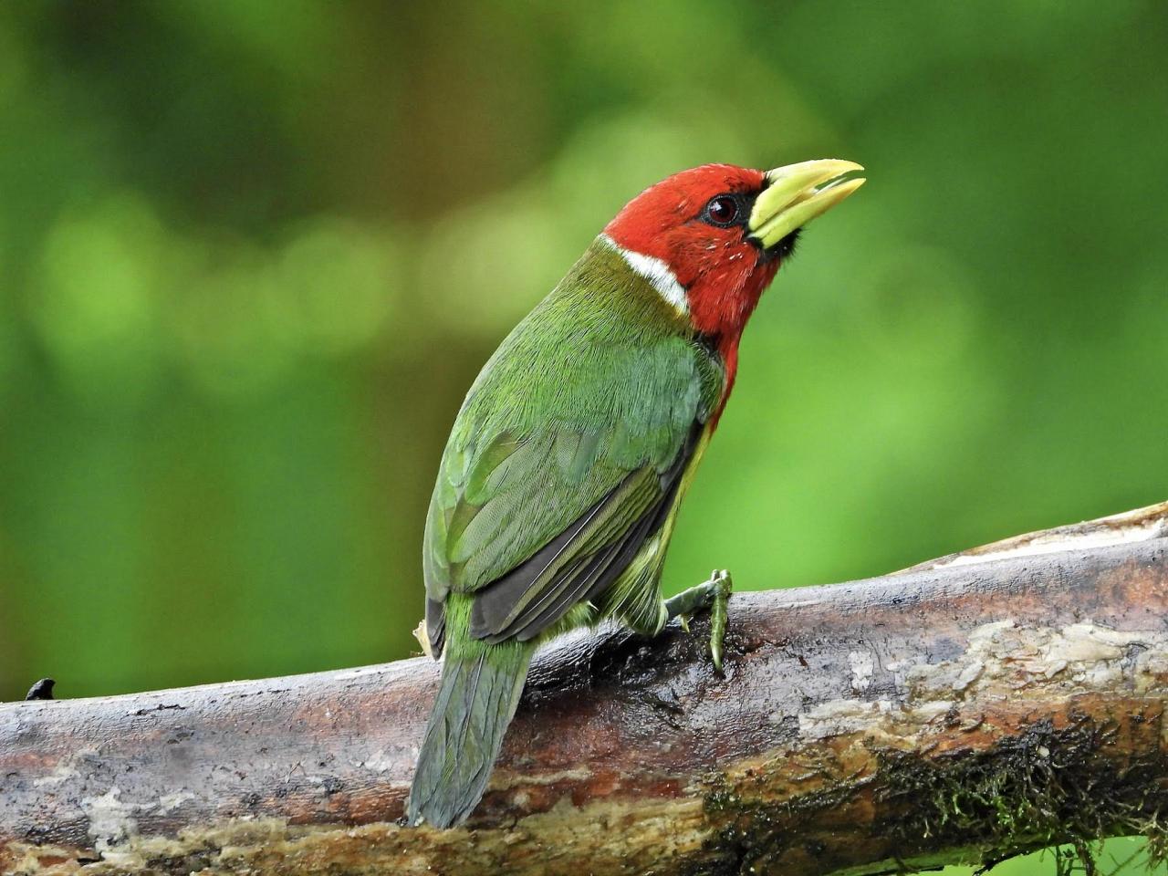 Red-headed Barbet, Ecuador, Ecuador Birding Tour, Ecuador Nature Tour, Cuenca, Quito, Naturalist Journeys