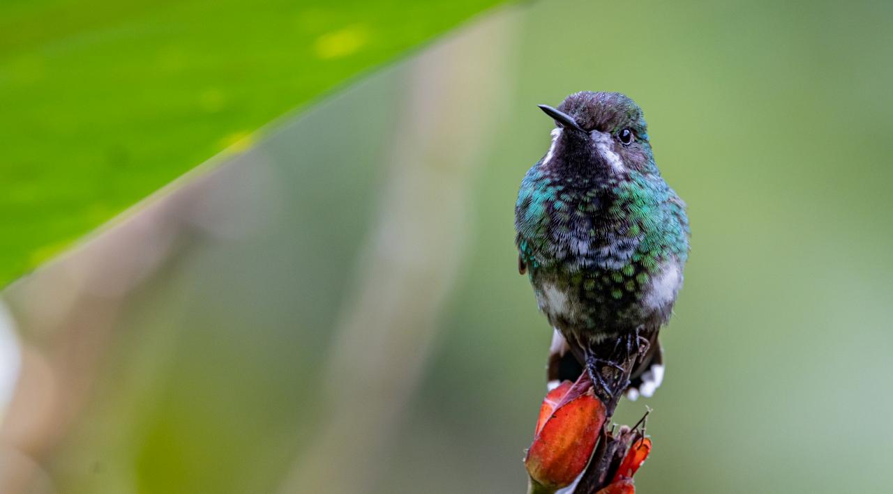 Green Thorntail, Ecuador, Ecuador Birding Tour, Ecuador Nature Tour, Cuenca, Quito, Naturalist Journeys