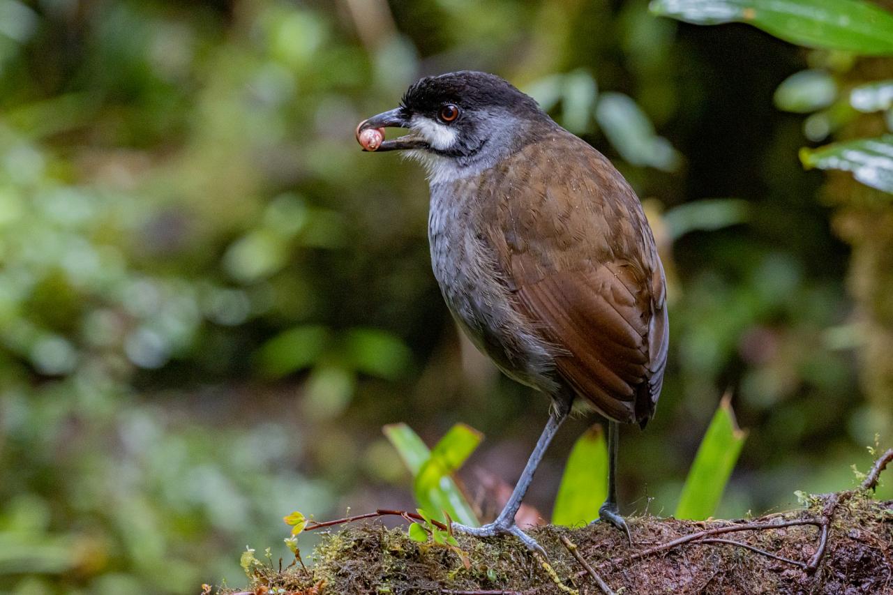 Jocotoco Antpitta, Ecuador, Ecuador Birding Tour, Ecuador Nature Tour, Cuenca, Quito, Naturalist Journeys