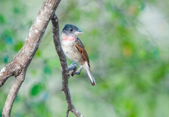 Rose-throated Becard, South Texas, South Texas Nature Tour, South Texas Birding Tour, Naturalist Journeys