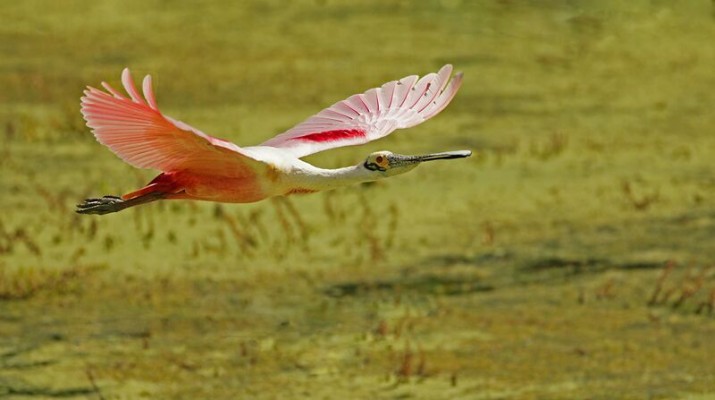 Roseate Spoonbill, Texas, South Texas, South Texas Birding Tour, South Texas Nature Tour, Naturalist Journeys