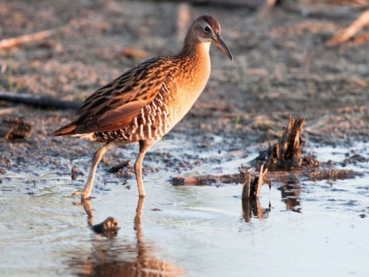 Virginia Rail, Texas, South Texas, South Texas Birding Tour, South Texas Nature Tour, Naturalist Journeys