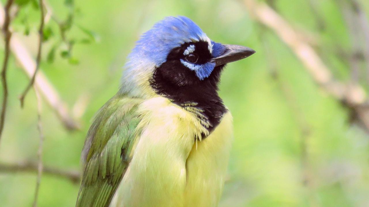 Green Jay, South Texas, South Texas Nature Tour, South Texas Birding Tour, Naturalist Journeys