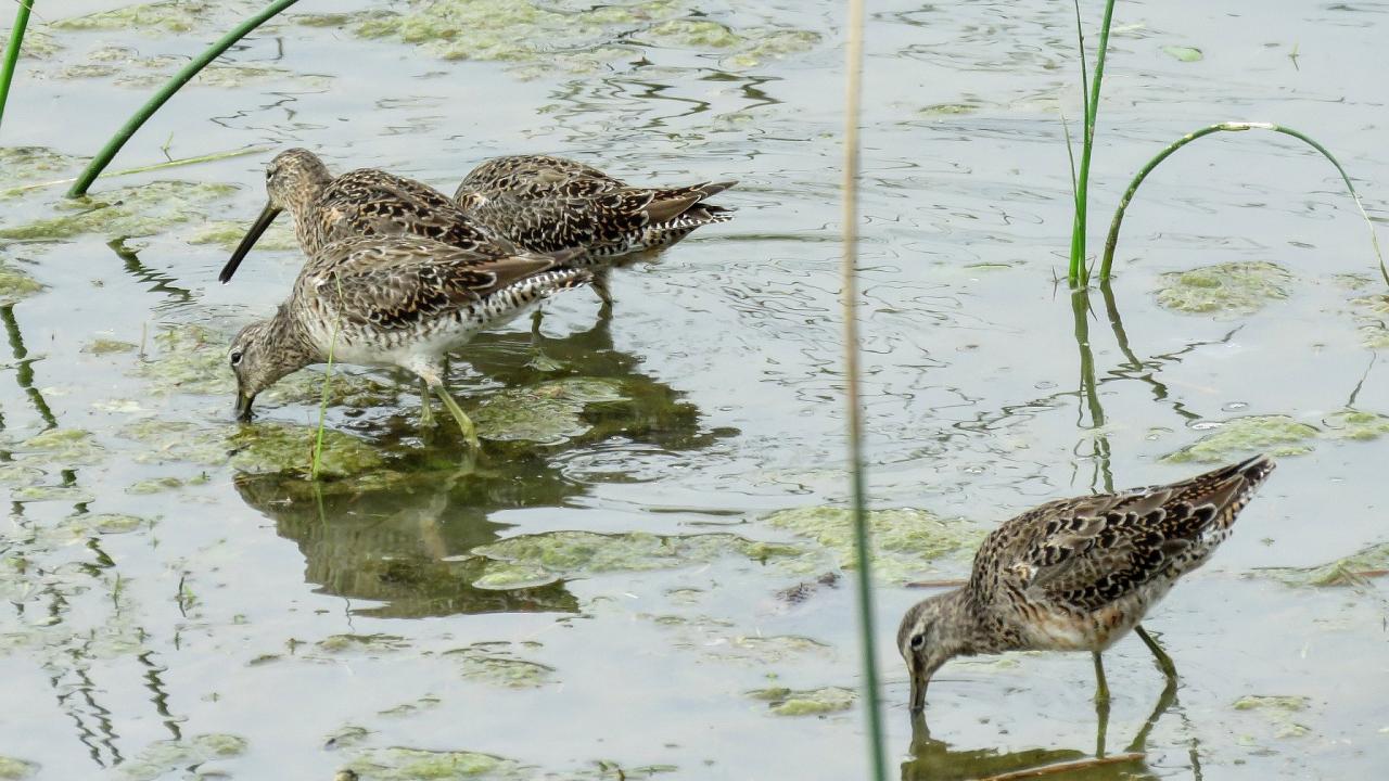 Long-billed Dowitcher, South Texas, South Texas Nature Tour, South Texas Birding Tour, Naturalist Journeys