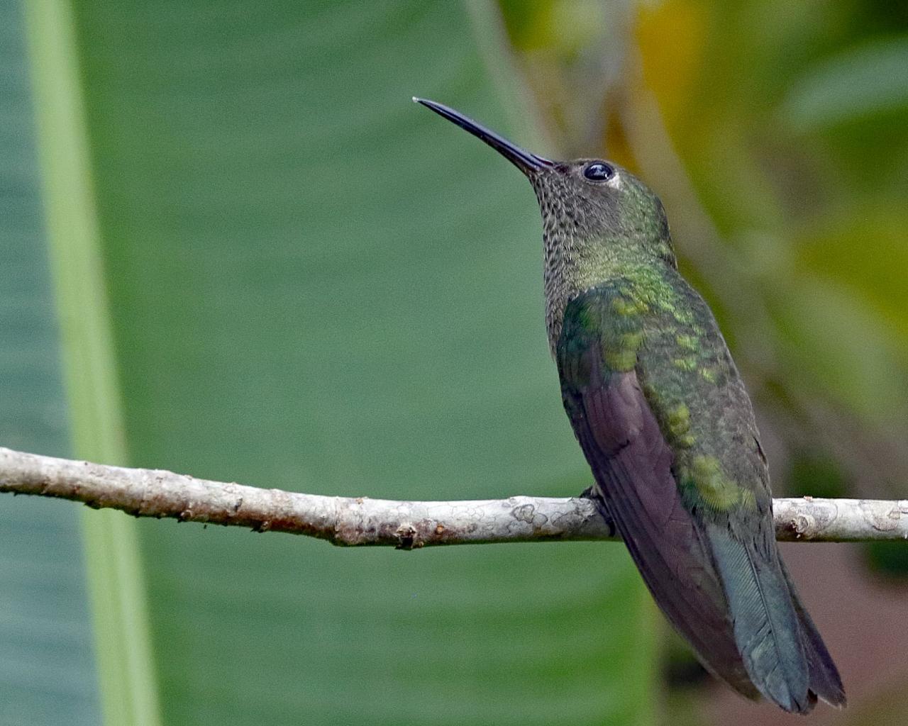 Scaly-breasted Hummingbird, Belize, Belize Birding Tour, Belize Nature Tour, Winter Belize Tour, Naturalist Journeys