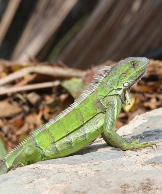Green Iguana, Columbia Nature Tour, Naturalist Journeys