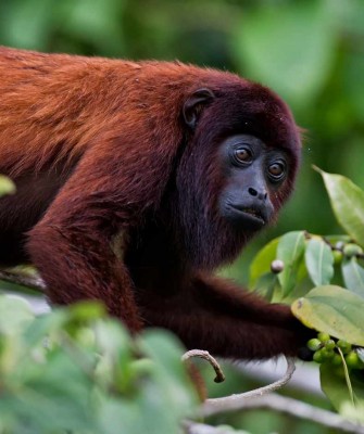 Red Howler Monkey, Columbia Nature Tour, Naturalist Journeys