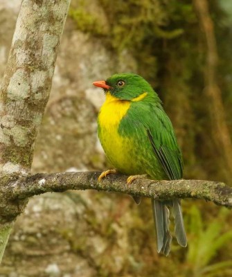 Golden-breasted Fruiteater, Carlos Sanchez, Columbia Nature Tour, Naturalist Journeys