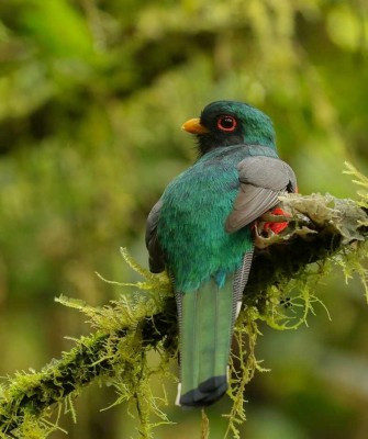 Masked Trogon, Carlos Sanchez, Columbia Nature Tours, Naturalist Journeys