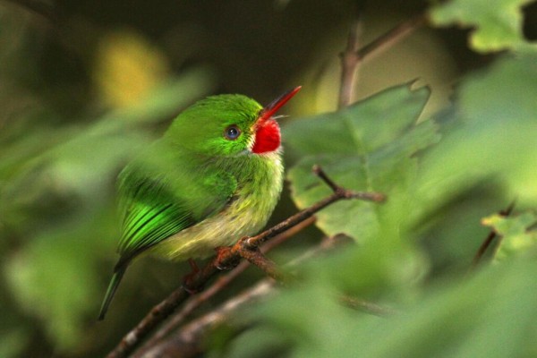 Tody, Jamaica Birding Tour, Naturalist Journeys, Jamaican Endemics, Jamaica Wildlife, Caribbean Birding