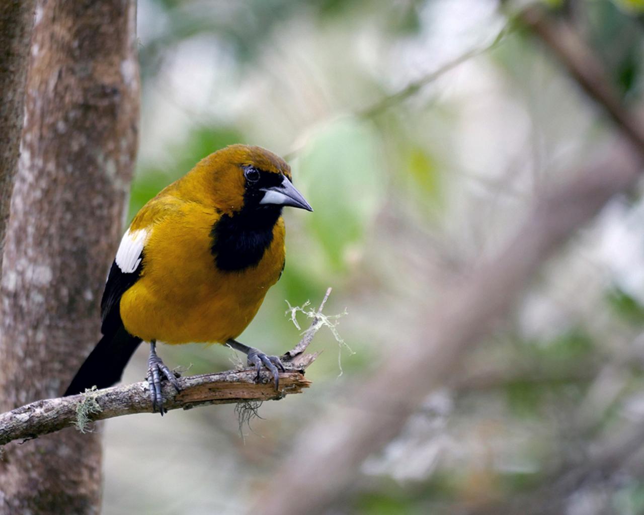Jamaican Oriole, Jamaica Birding Tour, Naturalist Journeys, Jamaican Endemics, Jamaica Wildlife, Caribbean Birding