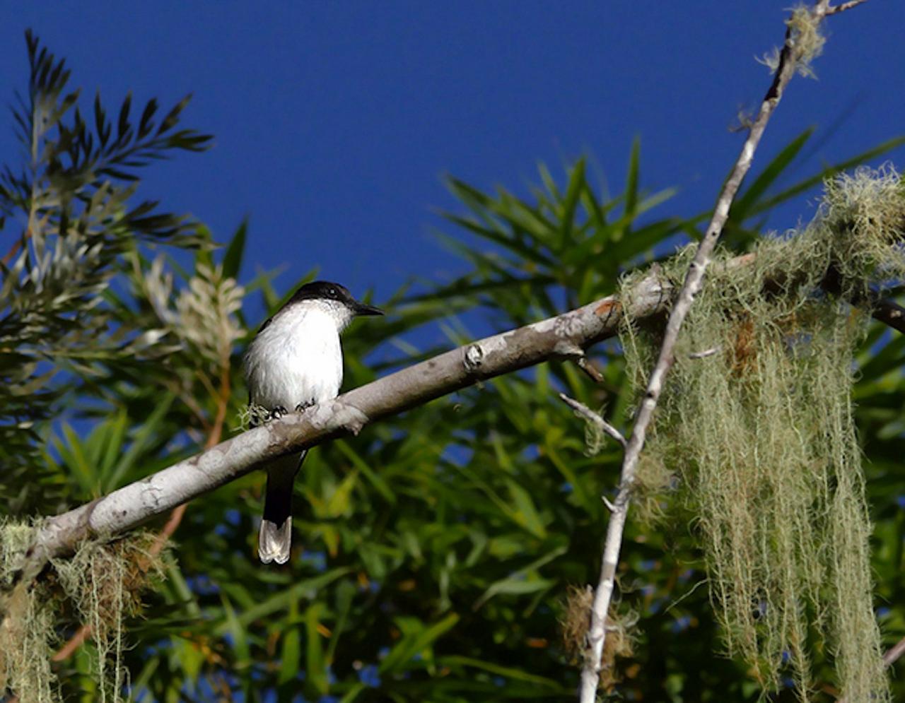Loggerhead Kingbird, Jamaica Birding Tour, Naturalist Journeys, Jamaican Endemics, Jamaica Wildlife, Caribbean Birding