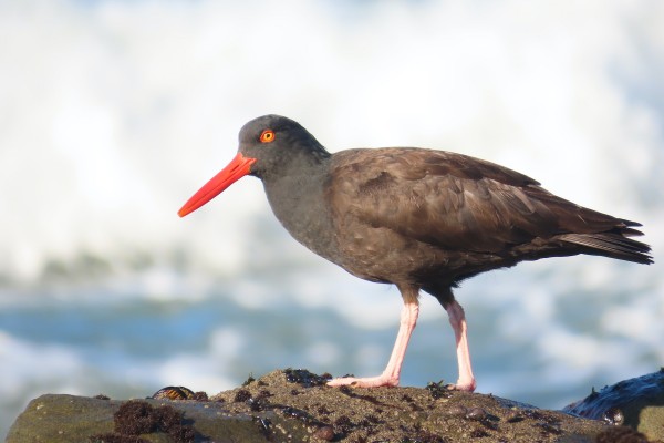 Black Oystercatcher, Carol Comeau Washington Coastal Birding, Washington Coastal Birding and Nature, Washington Birding and Nature Tour, Naturalist Journeys