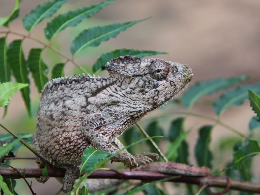 Chameleon, Madagascar, Naturalist Journeys, Madagascar Birding Tour, Madagascar Wildlife Tour, Madagascar Nature Tour 