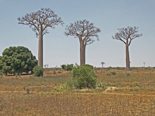 Baobab Tree, Madagascar, Naturalist Journeys, Madagascar Birding Tour, Madagascar Wildlife Tour, Madagascar Nature Tour