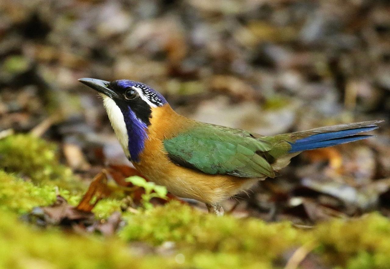 Pita-like Ground-Roller, Madagascar, Madagascar Nature Tour, Madagascar Wildlife Tour, Africa Wildlife, 