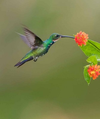 Hummingbird, Belize, Belize Nature Tour, Belize Birding Tour, Winter Belize Tour, Naturalist Journeys