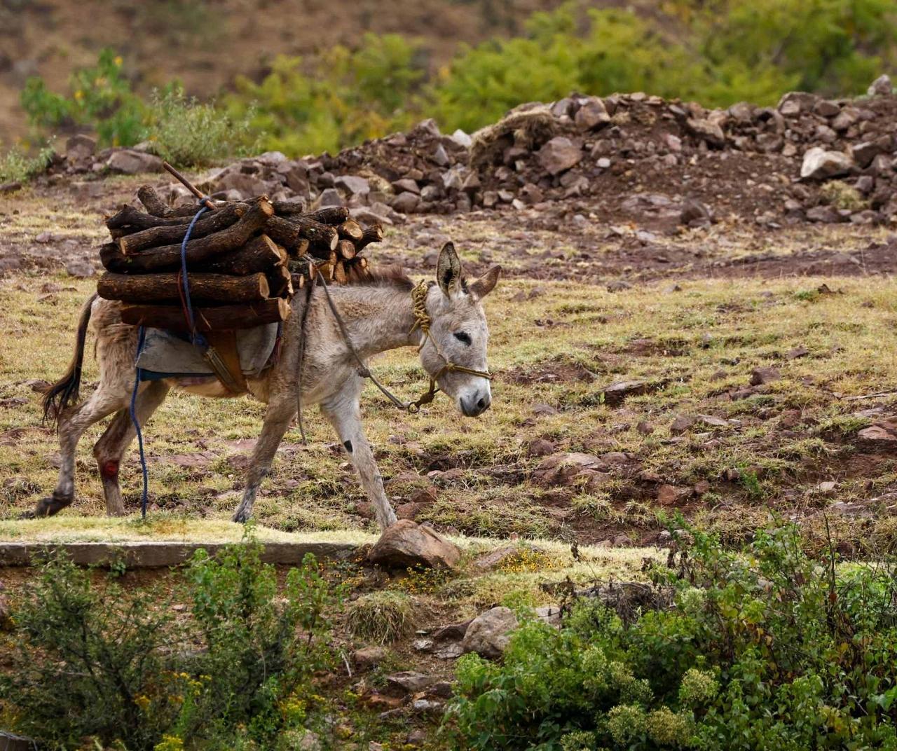 Donkey, Mexico nature tour, Naturalist Journeys, Guided Nature Tour, Oaxaca travel