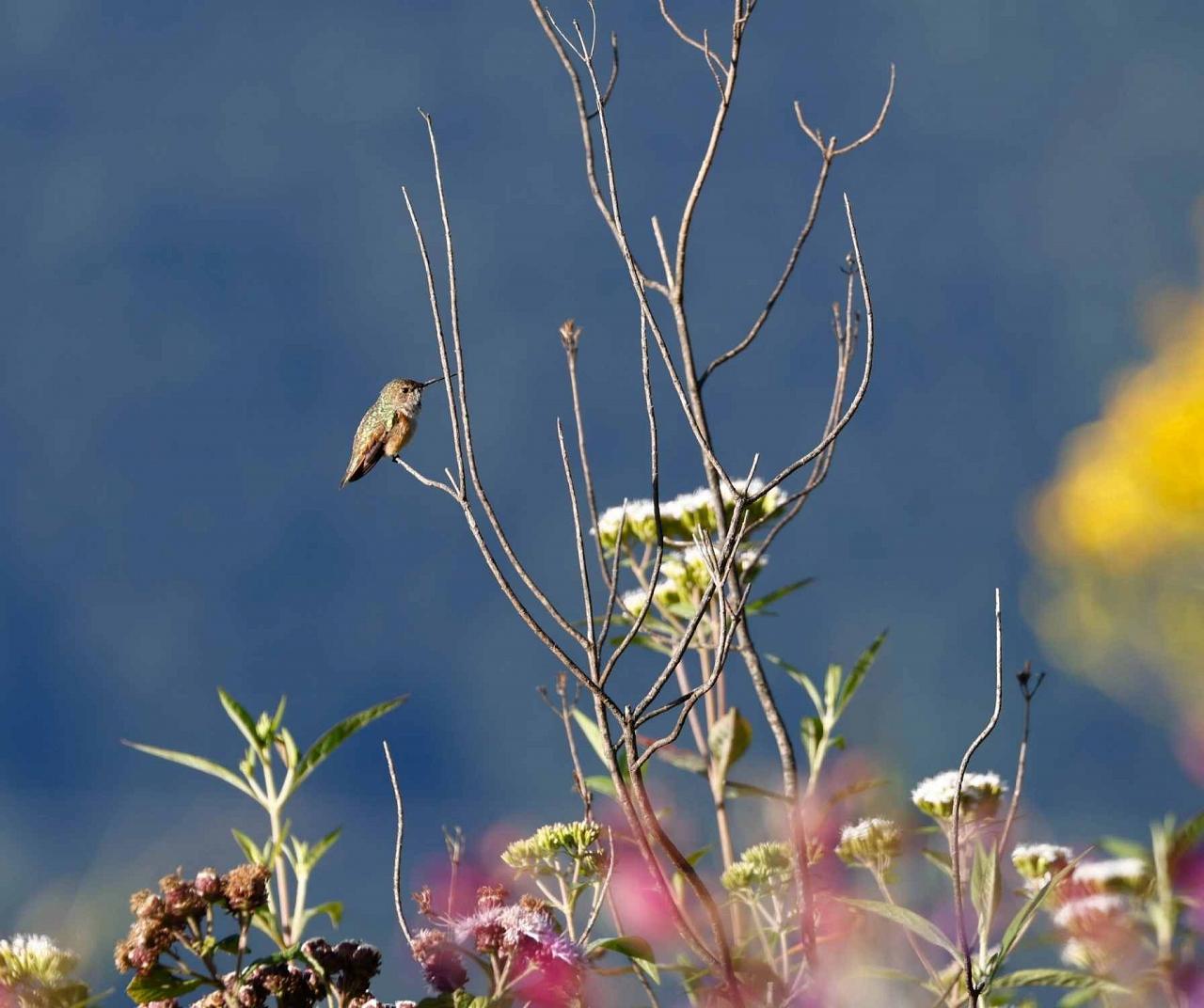 Bumblebee Hummingbird, Naturalist Journeys, Oaxaca Nature Tour, Mexico Travel