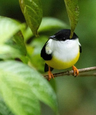 White-collared Manakin, Belize, Belize Birding Tour, Belize Nature Tour, Winter Belize Tour, Naturalist Journeys