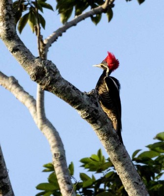 Lineated Woodpecker, Belize, Belize Birding Tour, Belize Nature Tour, Winter Belize Tour, Naturalist Journeys