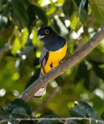 Gartered Trogon, Belize, Belize Birding Tour, Belize Nature Tour, Winter Belize Tour, Naturalist Journeys