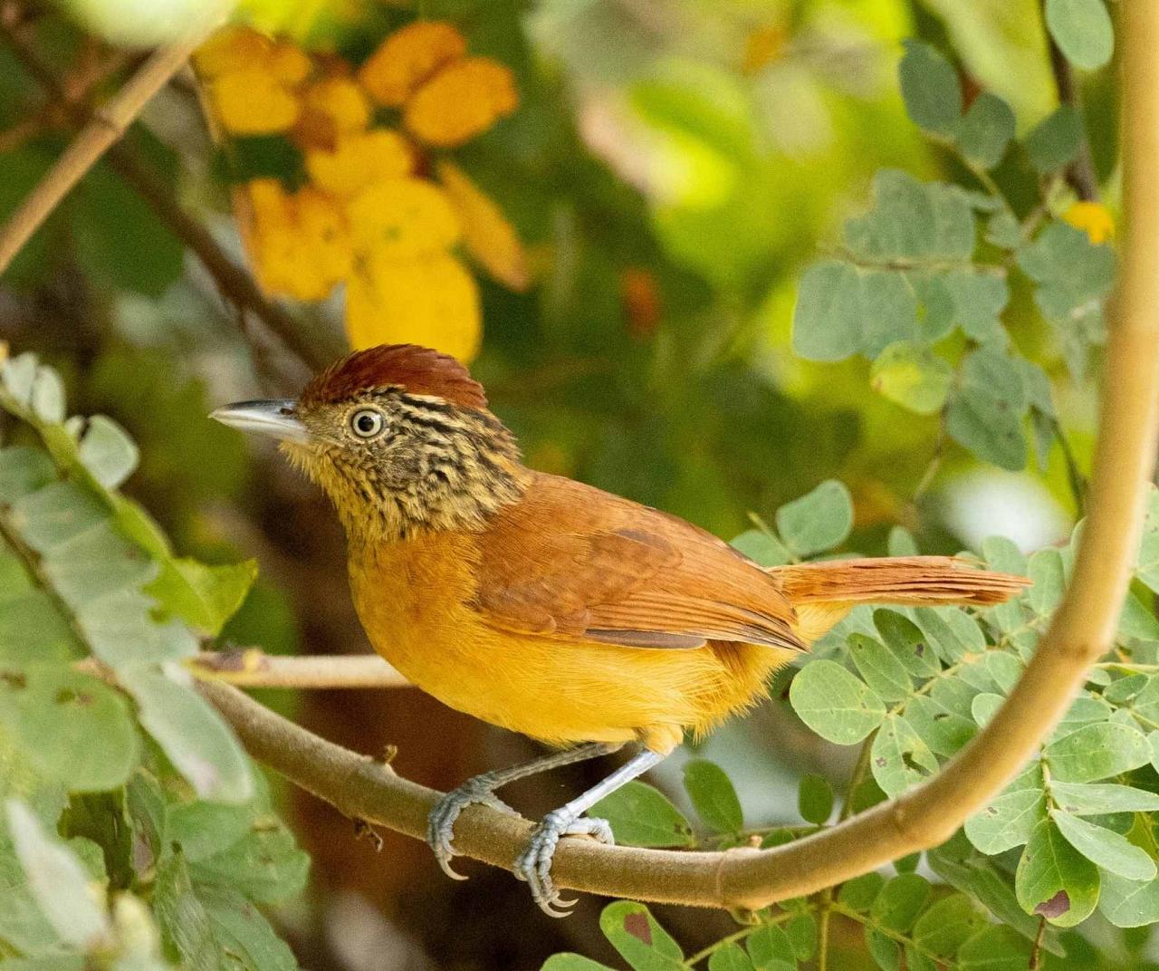 Barred Antshrike, Belize, Belize Birding Tour, Belize Nature Tour, Winter Belize Tour, Naturalist Journeys