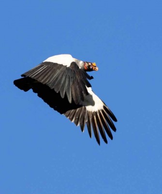King Vulture, Belize, Belize Birding Tour, Belize Nature Tour, Winter Belize Tour, Naturalist Journeys