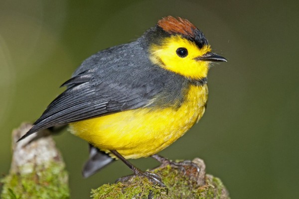 Collared Redstart, Costa Rica, Costa Rica Nature Tour, Costa Rica Birding Tour, Naturalist Journeys