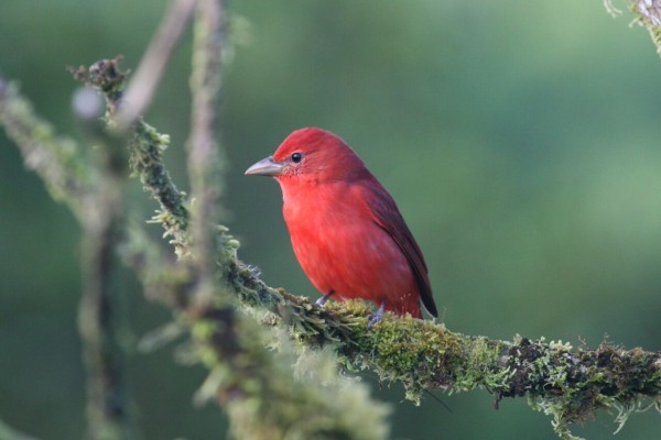 Summer Tanager, Costa Rica, Costa Rica Nature Tour, Costa Rica Birding Tour, Naturalist Journeys
