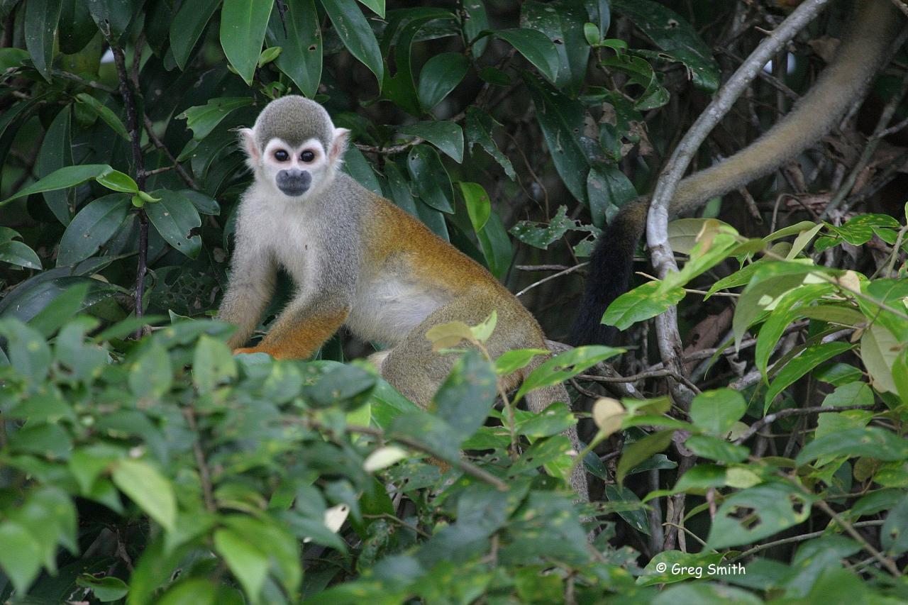 Squirrel Monkey, Costa Rica, Costa Rica Birding Tour, Costa Rica Nature Tour, Winter Costa Rica Tour, Naturalist Journeys