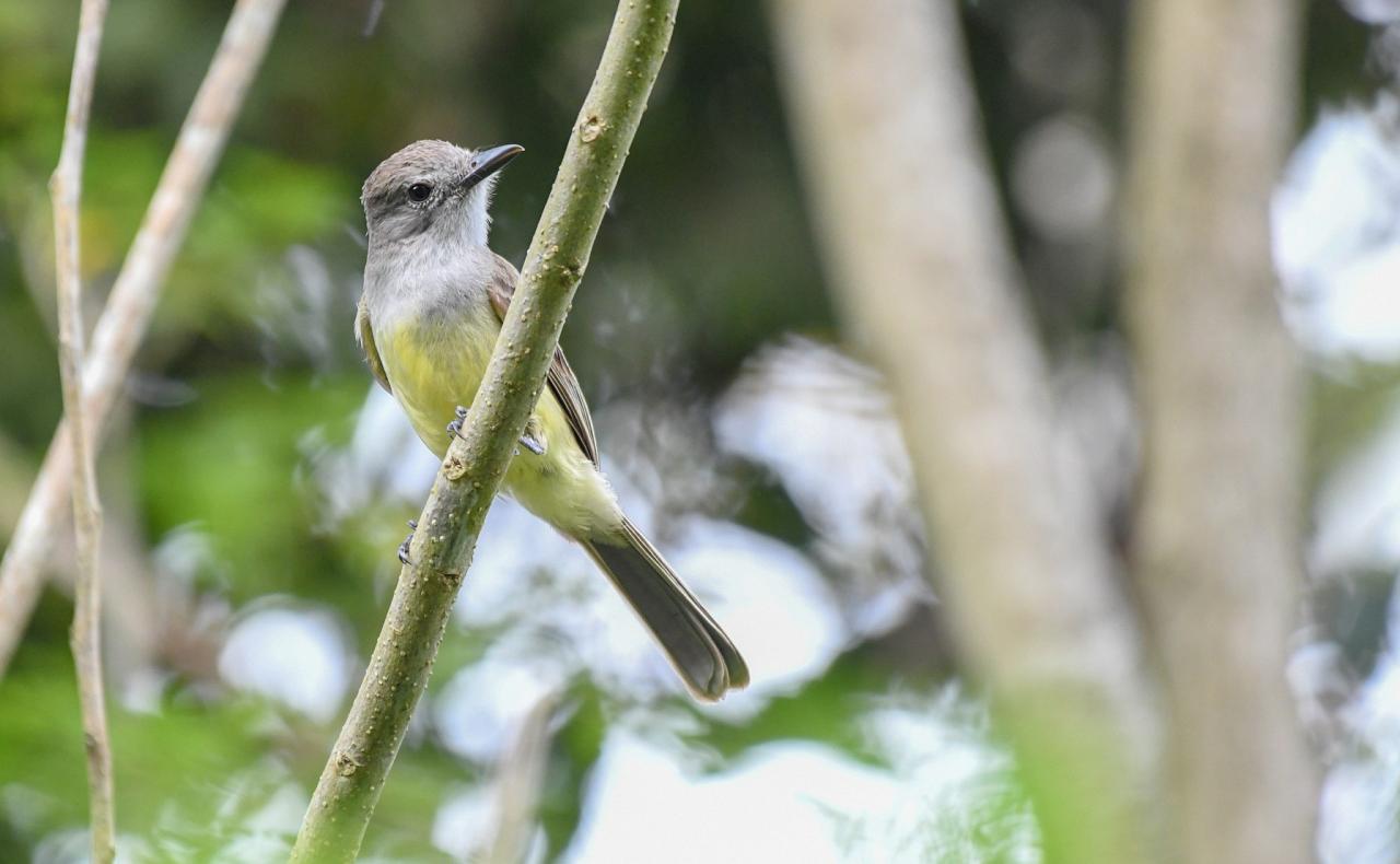 Panama Flycatcher, Costa Rica, Costa Rica Birding Tour, Costa Rica Nature Tour, Winter Costa Rica Tour, Naturalist Journeys